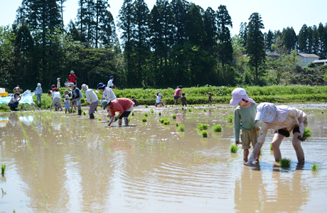 田植え