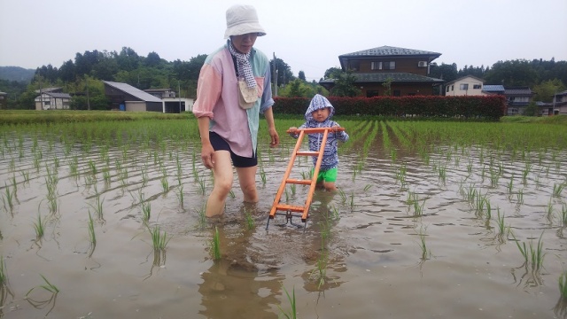 小　草取り写真